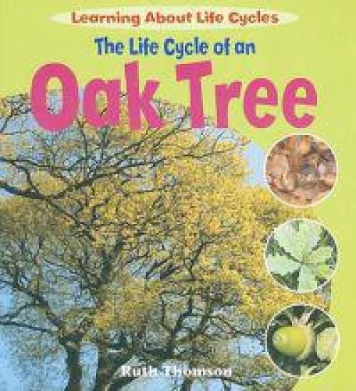 The Life Cycle of an Oak Tree