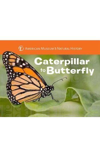 Caterpillar to Butterfly