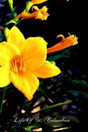 Life Of St. Columban