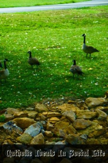 Catholic Ideals In Social Life