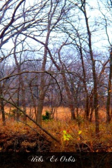 Urbs Et Orbis: The Pope As Bishop And As Pontiff