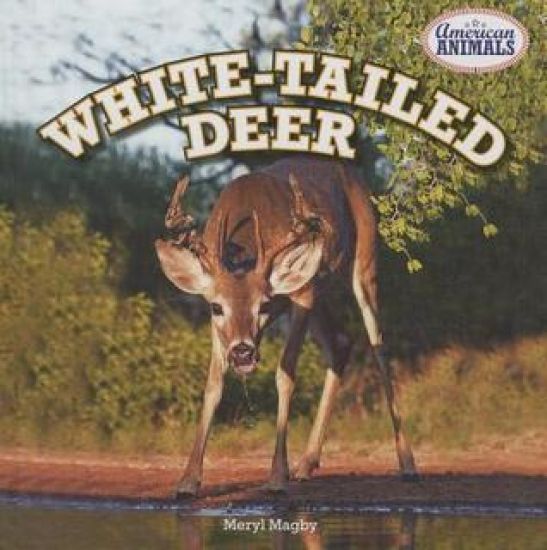 White-Tailed Deer