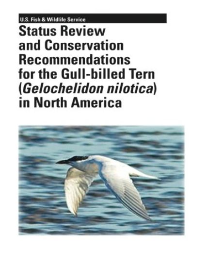 Status Review and Conservation Recommendations for the Gull-billed Tern (Gelochelidon nilotica) in North America