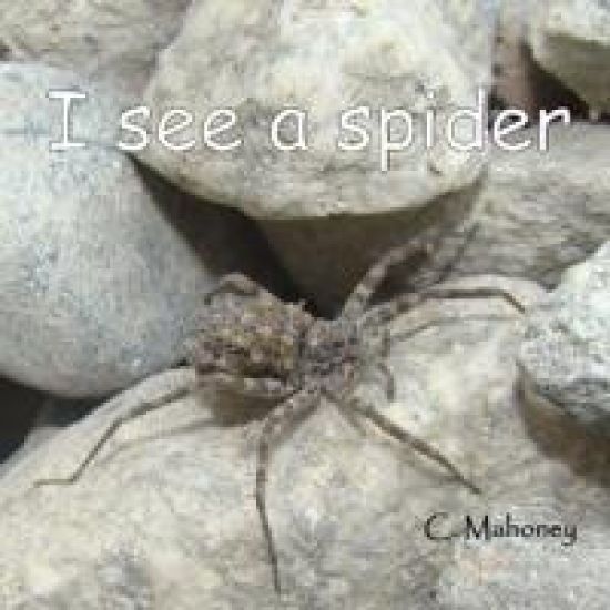 I see a spider