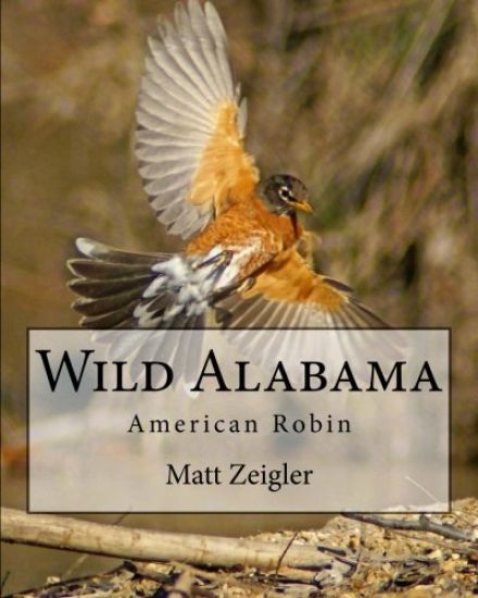 Wild Alabama: American Robin