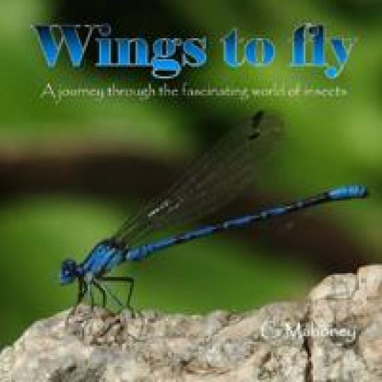 Wings to fly
