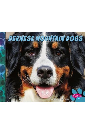 Bernese Mountain Dogs