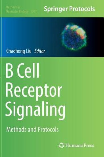 B Cell Receptor Signaling