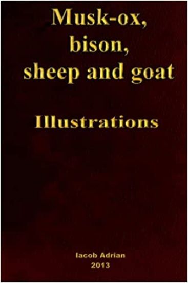 Musk-ox, bison, sheep and goat Illustrations