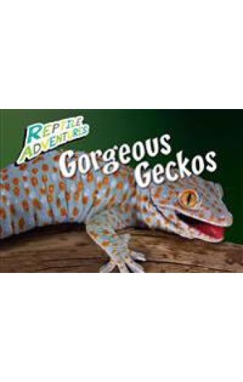 Gorgeous Geckos