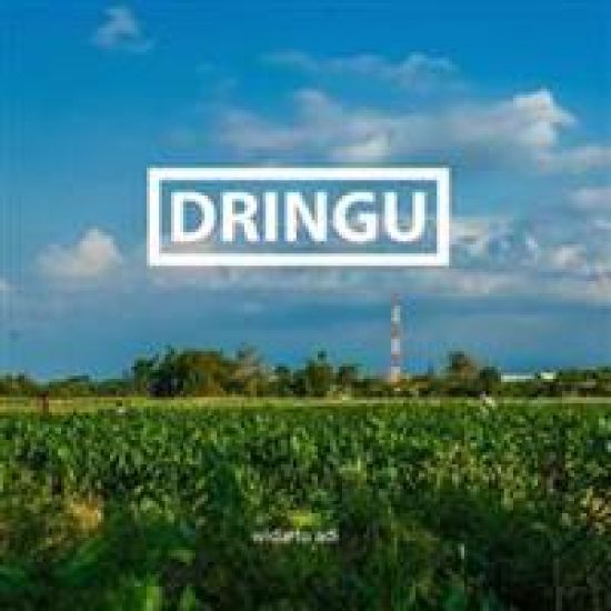 Dringu, an homage