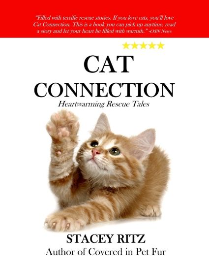 Cat Connection: Heartwarming Rescue Tales