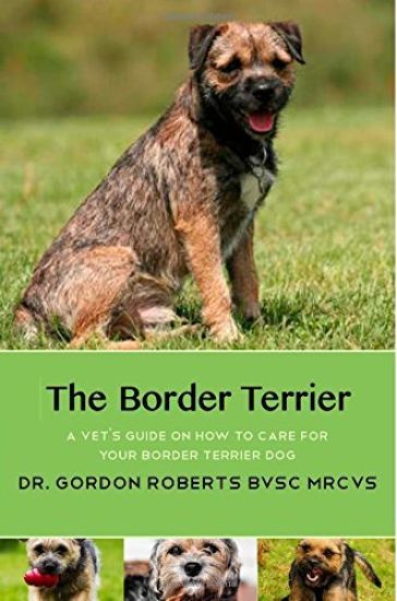 The Border Terrier: A vet's guide on how to care for your Border Terrier dog