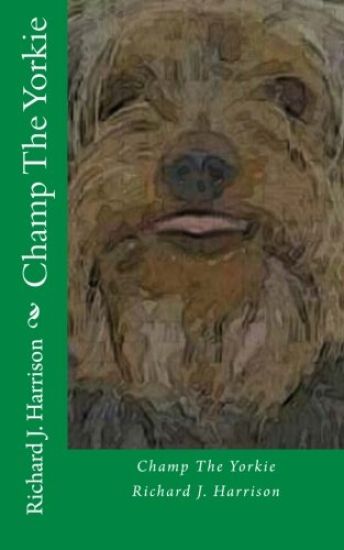 Champ The Yorkie