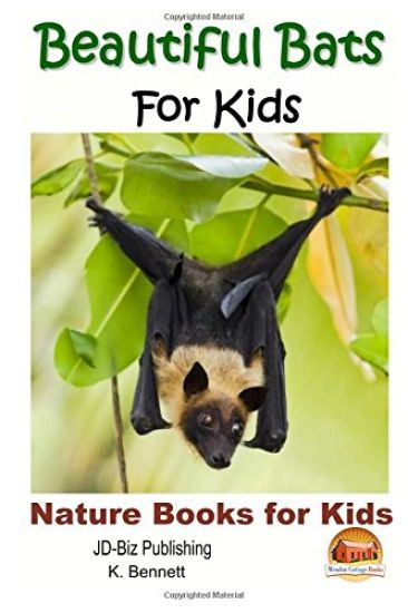 Beautiful Bats For Kids