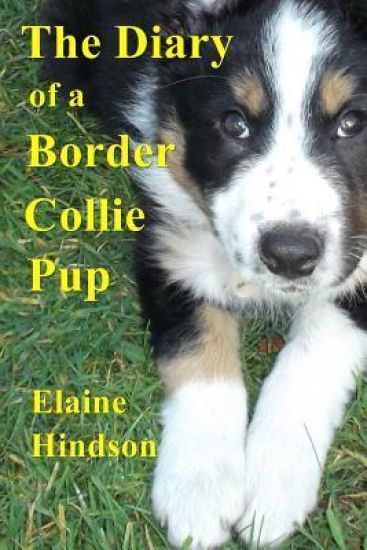 Diary of a Border Collie Pup