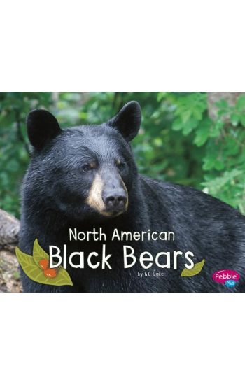 North American Black Bears