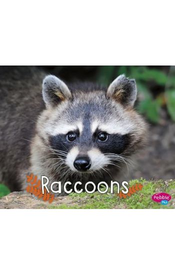 Raccoons