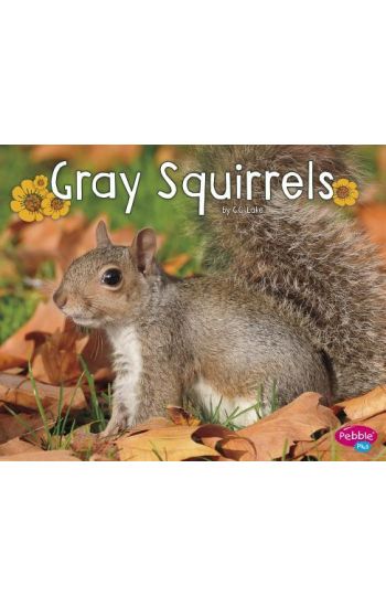 Gray Squirrels