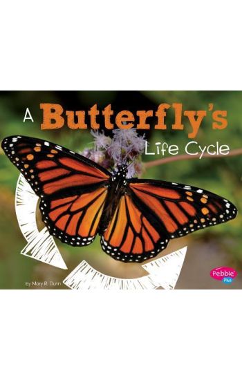 A Butterfly's Life Cycle