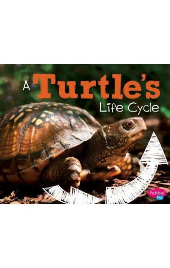A Turtle's Life Cycle