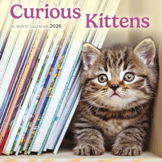 Curious Kittens: 7x7 Mini