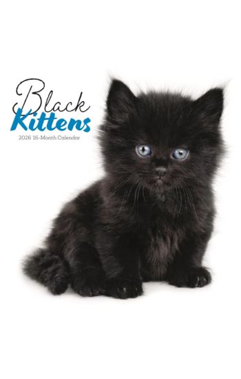 Black Kittens Square Wall Sunday Start C