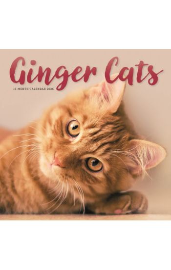 Ginger Cats Square Wall Sunday Start Cal