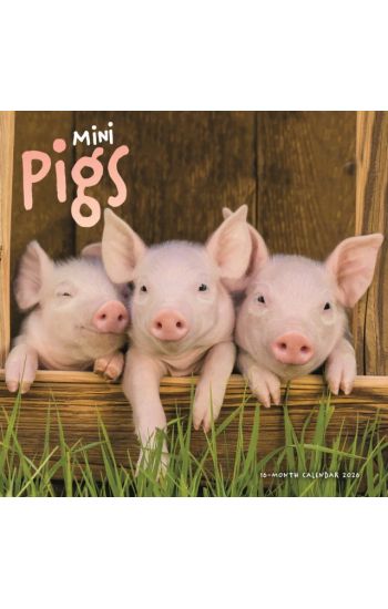 Mini Pigs Square Wall Sunday Start Calen
