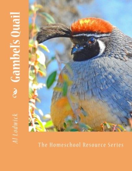 Gambel's Quail: The Homeschool Resource Series