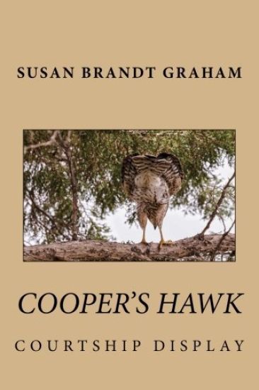 Cooper's Hawk Courtship Display