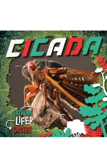Cicada