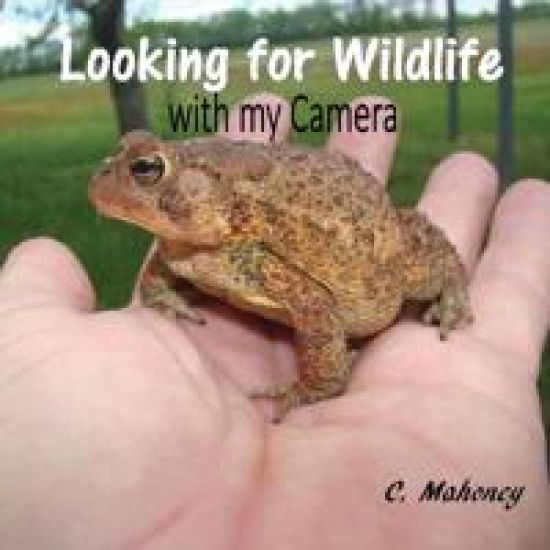 Looking for Wildlife with my Camera