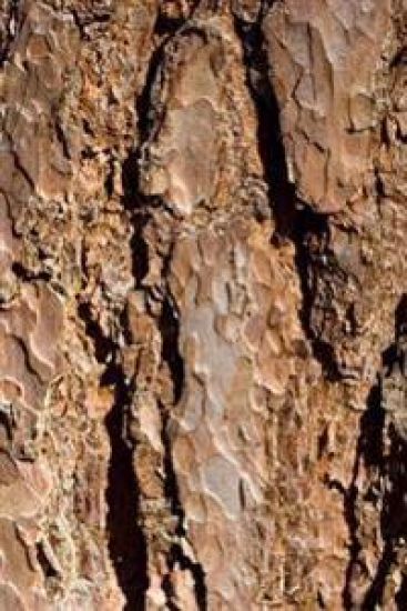 Bark