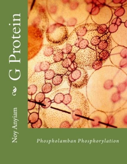 G Protein: Characterisation of phospholamban phosphorylation in response to beta1-adrenoceptor stimulation in cardiac H9c2 myocyt