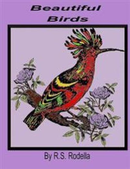 Beautiful Birds