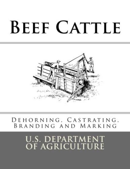 Beef Cattle: Dehorning, Castrating, Branding and Marking