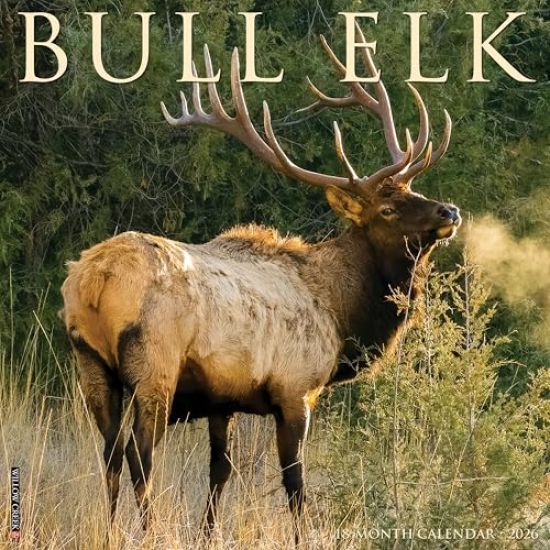 Bull Elk 2026 Wall Calendar