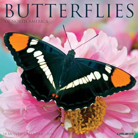 Butterflies 2026 Wall Calendar