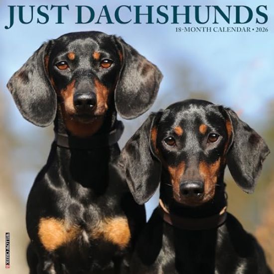 Dachshunds 2026 Wall Calendar