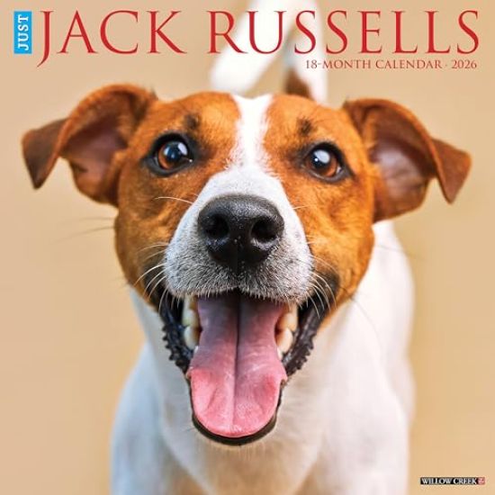 Jack Russells 2026 Wall Calendar