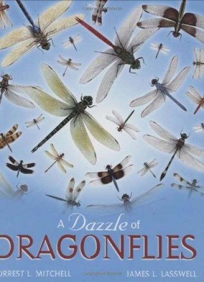 A Dazzle of Dragonflies
