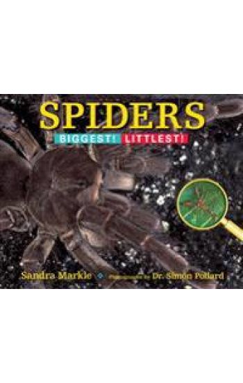 Spiders