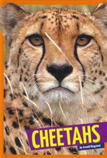 Cheetahs
