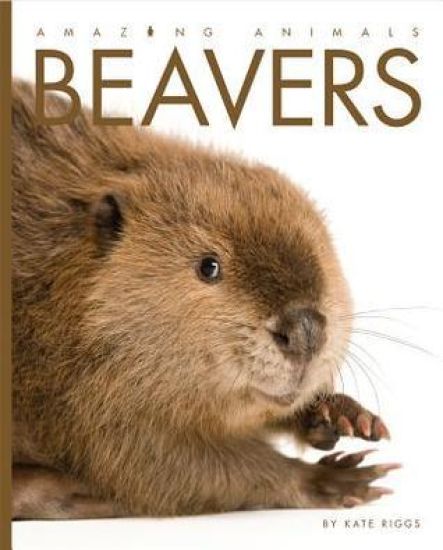 Amazing Animals Beavers