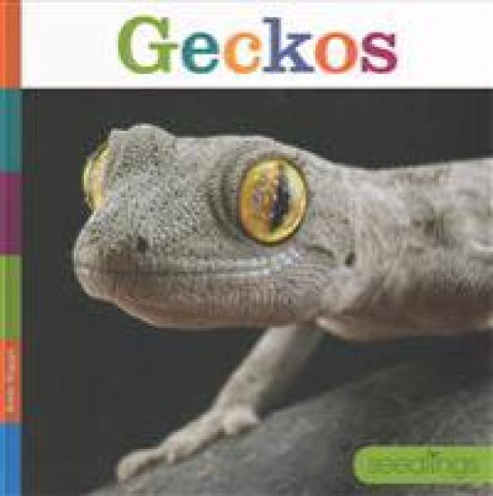 Geckos