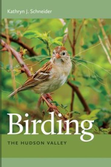 Birding the Hudson Valley