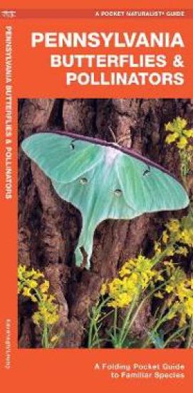 Pennsylvania Butterflies & Pollinators