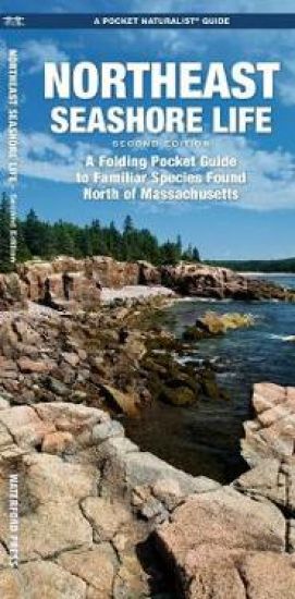 Northeast Seashore Life