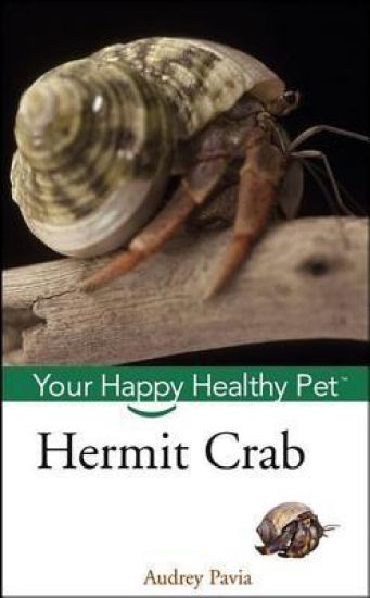 Hermit Crab